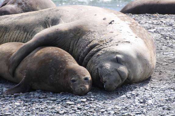Casal de elefantes-marinho namoram na praia de Ocean Harbour, na Geórgia do Sul